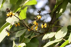 Centrolobium tomentosum